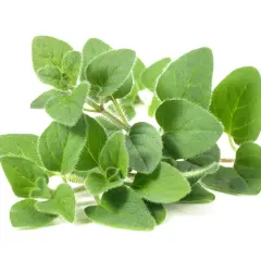 Rametto di origano fresco, con foglie verdi e pelose. Attenzione, l'origano fa male al fegato se consumato in eccesso.