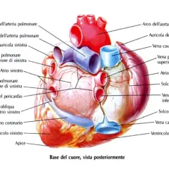 Schema riassuntivo del cuore, vista posteriore. Mostra arterie, vene, atri, ventricoli e arco aortico.