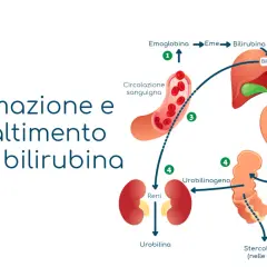 Schema del processo di formazione ed eliminazione della bilirubina, utile per comprendere i valori in caso di sindrome di Gilbert.