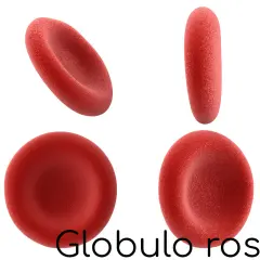 Globuli rossi in diverse prospettive. Un valore di RDW SD basso indica che i globuli rossi sono di dimensioni uniformi.