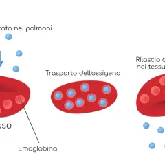 Globuli rossi con emoglobina trasportano ossigeno. Bassi globuli rossi, emoglobina o ematocrito possono indicare problemi.