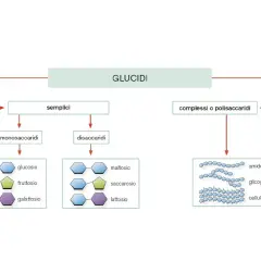 Schema dei glucidi: semplici (monosaccaridi, disaccaridi) e complessi (polisaccaridi come amido, glicogeno, cellulosa). L'amido e il glicogeno sono polimeri di glucosio, mentre la cellulosa è un polimero di glucosio con struttura diversa.