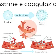 Illustrazione del processo di coagulazione del sangue: le piastrine, quando i piastrine valori normali sono compromessi, si attivano e formano un coagulo.