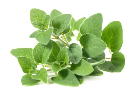 Rametto di origano fresco, con foglie verdi e pelose. Attenzione, l'origano fa male al fegato se consumato in eccesso.