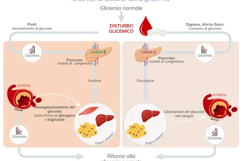 Regolazione glicemia: insulina e glucagone dal pancreas agiscono su organi effettori per mantenere equilibrio.