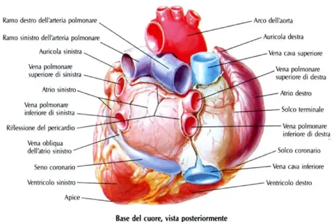 Schema riassuntivo del cuore, vista posteriore. Mostra arterie, vene, atri, ventricoli e arco aortico.