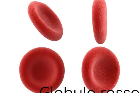 Globuli rossi in diverse prospettive. Un valore di RDW SD basso indica che i globuli rossi sono di dimensioni uniformi.