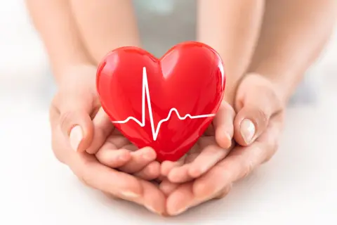 Mani che sorreggono un cuore rosso con un elettrocardiogramma, simbolo di salute e di un battito regolare, circa 80 battiti al minuto a riposo.