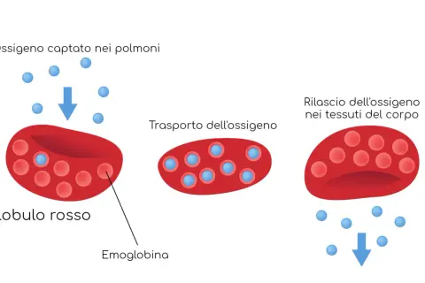 Globuli rossi con emoglobina trasportano ossigeno. Bassi globuli rossi, emoglobina o ematocrito possono indicare problemi.
