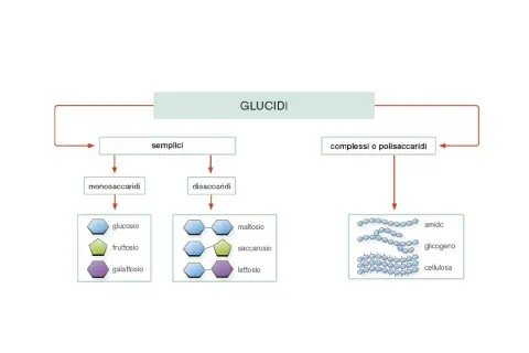 Schema dei glucidi: semplici (monosaccaridi, disaccaridi) e complessi (polisaccaridi come amido, glicogeno, cellulosa). L'amido e il glicogeno sono polimeri di glucosio, mentre la cellulosa è un polimero di glucosio con struttura diversa.
