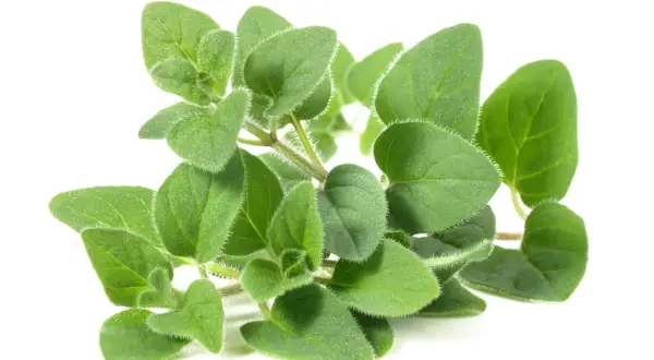 Rametto di origano fresco, con foglie verdi e pelose. Attenzione, l'origano fa male al fegato se consumato in eccesso.