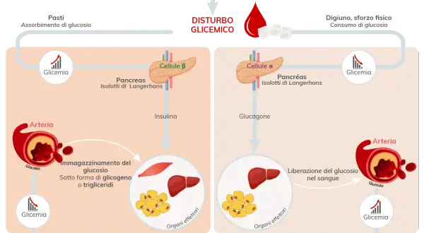 Regolazione glicemia: insulina e glucagone dal pancreas agiscono su organi effettori per mantenere equilibrio.