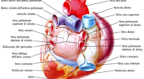 Schema riassuntivo del cuore, vista posteriore. Mostra arterie, vene, atri, ventricoli e arco aortico.