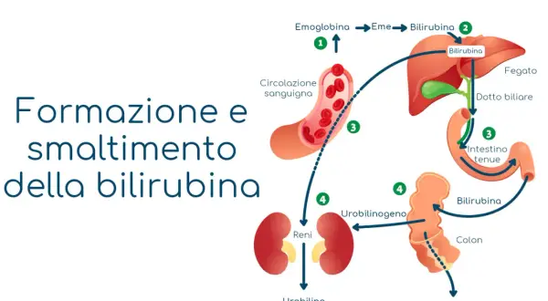 Schema del processo di formazione ed eliminazione della bilirubina, utile per comprendere i valori in caso di sindrome di Gilbert.