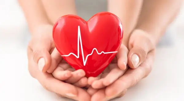 Mani che sorreggono un cuore rosso con un elettrocardiogramma, simbolo di salute e di un battito regolare, circa 80 battiti al minuto a riposo.