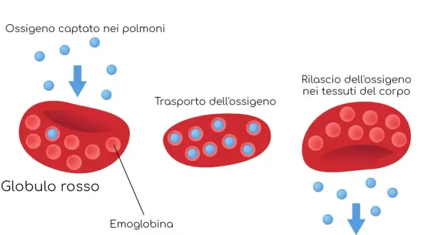 Globuli rossi con emoglobina trasportano ossigeno. Bassi globuli rossi, emoglobina o ematocrito possono indicare problemi.