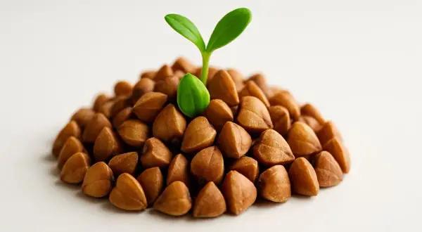 Germoglio verde su un cumulo di grano saraceno, simbolo di crescita e salute, con un occhio di riguardo per la glicemia.