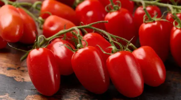 Pomodori freschi su un ramo. Attenzione, le patate contengono istamina, ma questi pomodori no!