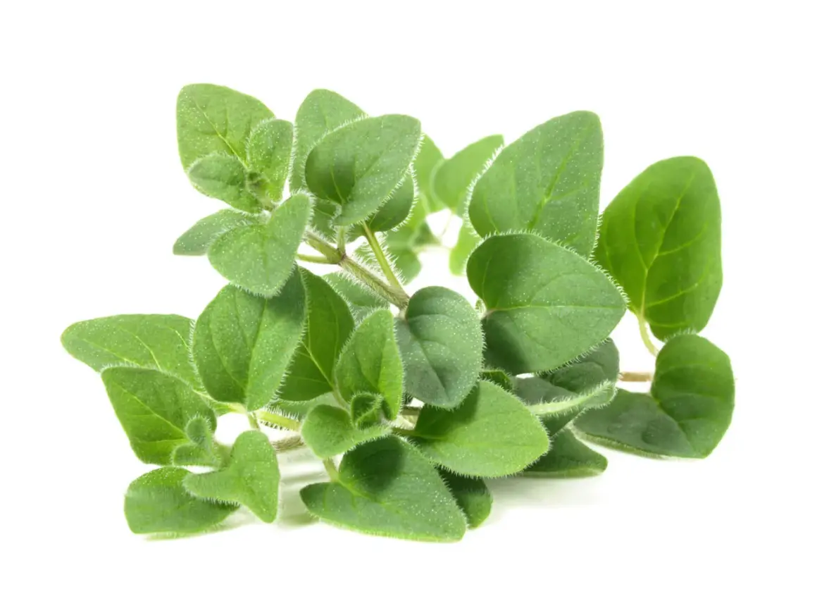 Rametto di origano fresco, con foglie verdi e pelose. Attenzione, l'origano fa male al fegato se consumato in eccesso.