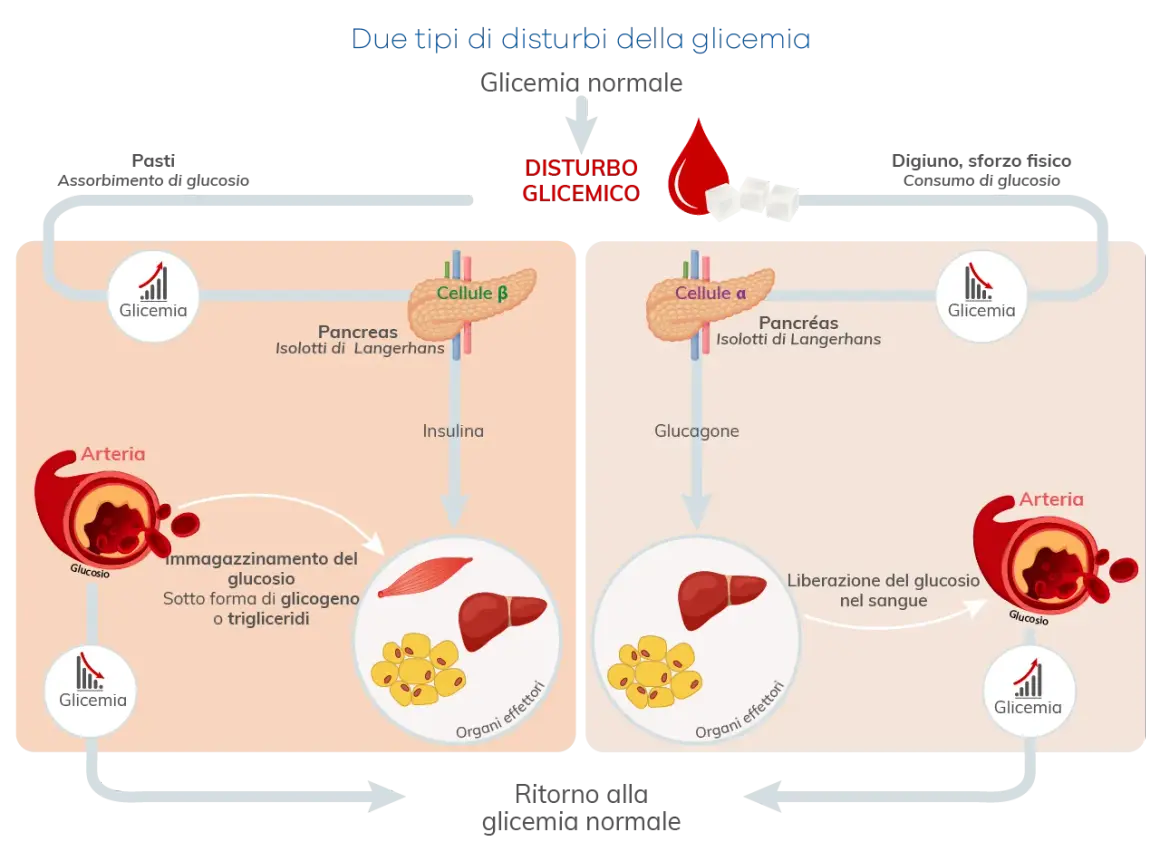 Regolazione glicemia: insulina e glucagone dal pancreas agiscono su organi effettori per mantenere equilibrio.