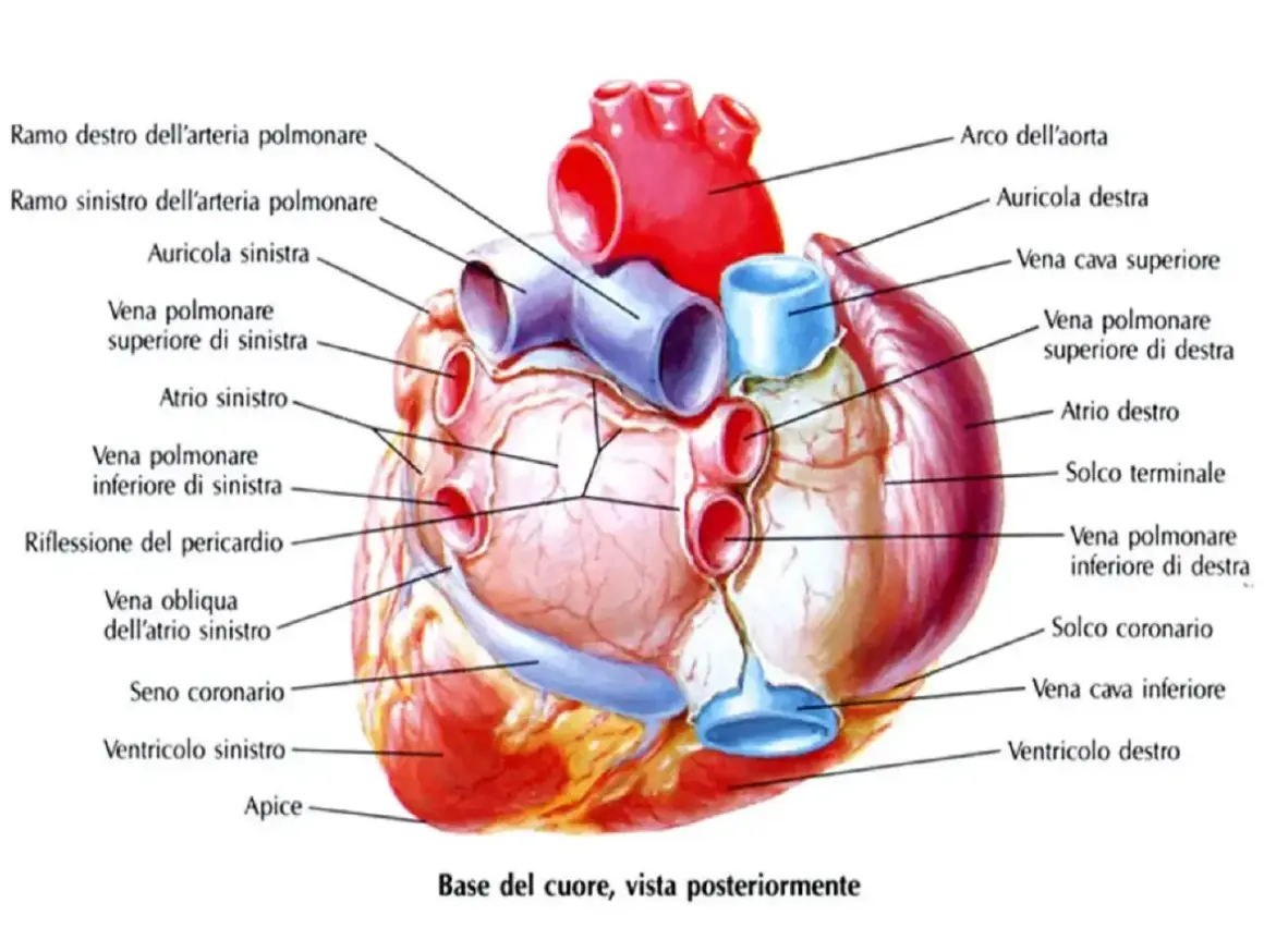 Schema riassuntivo del cuore, vista posteriore. Mostra arterie, vene, atri, ventricoli e arco aortico.