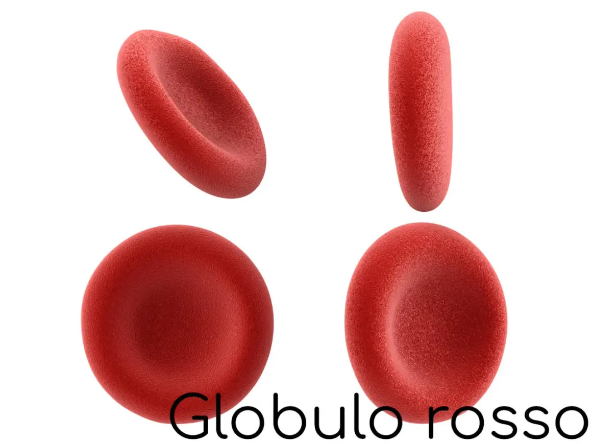 Globuli rossi in diverse prospettive. Un valore di RDW SD basso indica che i globuli rossi sono di dimensioni uniformi.