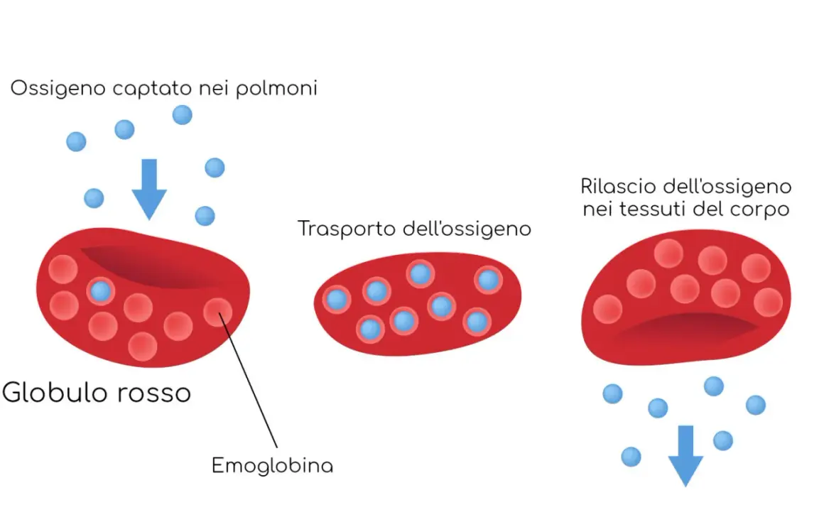 Globuli rossi con emoglobina trasportano ossigeno. Bassi globuli rossi, emoglobina o ematocrito possono indicare problemi.