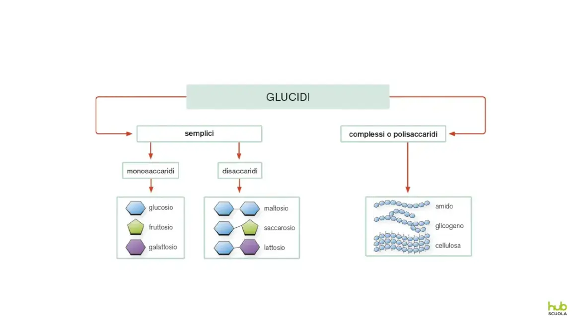Schema dei glucidi: semplici (monosaccaridi, disaccaridi) e complessi (polisaccaridi come amido, glicogeno, cellulosa). L'amido e il glicogeno sono polimeri di glucosio, mentre la cellulosa è un polimero di glucosio con struttura diversa.