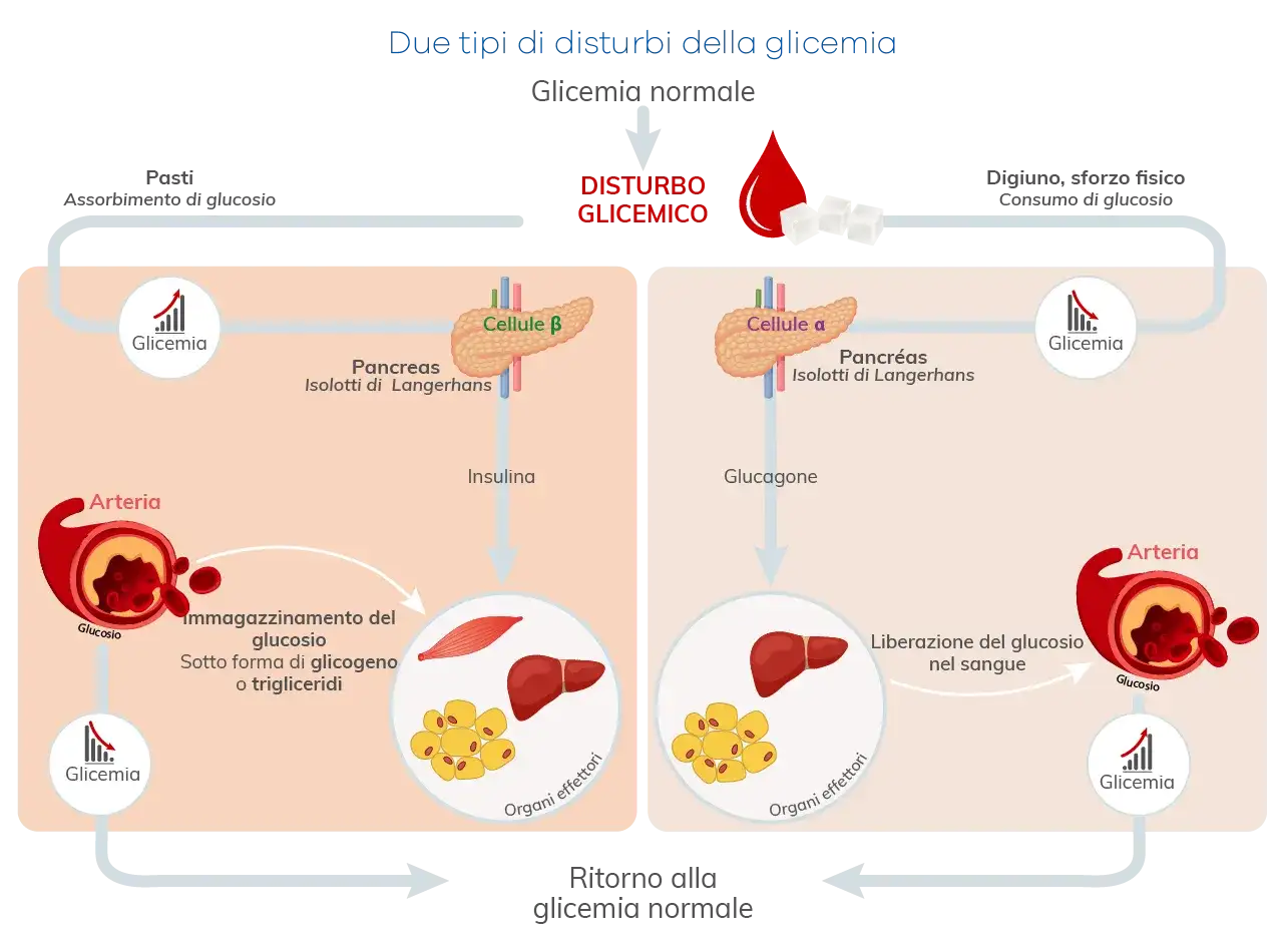 Glicemia - Equilibrio insulina e glucagone: la guida