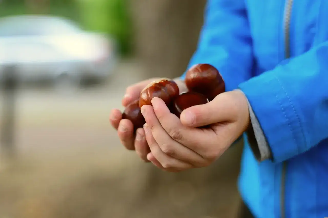 Mani di bambino stringono castagne, un tesoro autunnale che fa pensare alla glicemia e ai suoi equilibri.