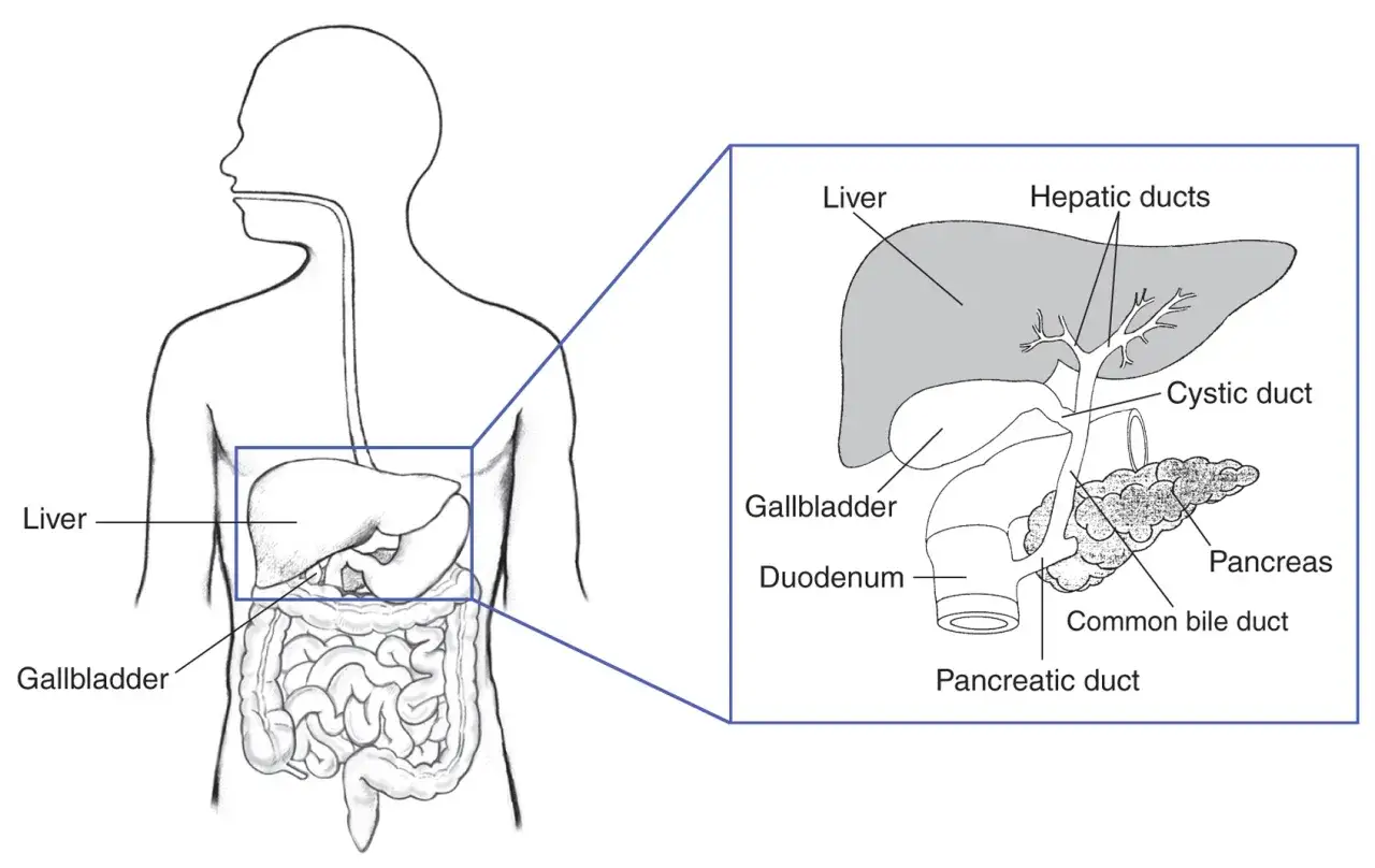Diagramma anatomico del fegato, cistifellea e pancreas. Un sapore di bocca amara pu&ograve; indicare problemi al fegato.