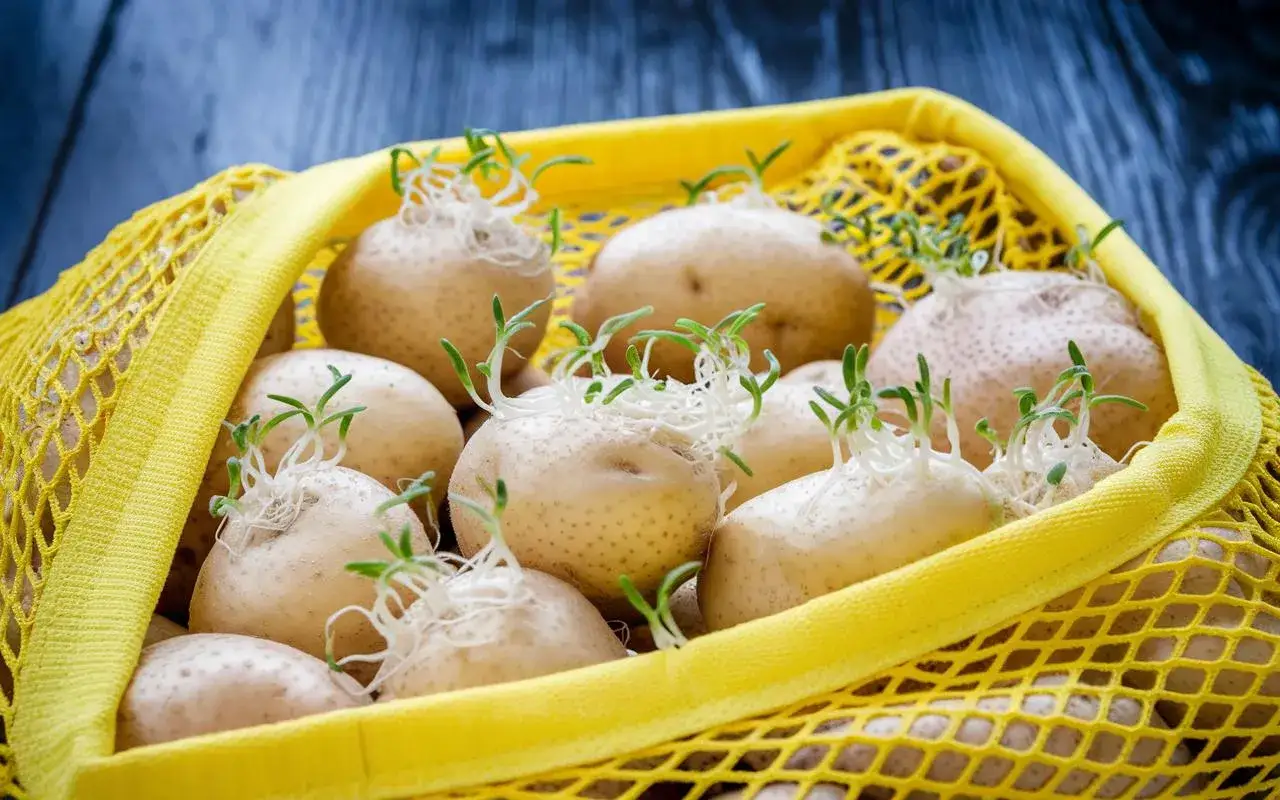 Patate germogliate in un sacchetto giallo. Attenzione, le patate contengono istamina, soprattutto se germogliate.