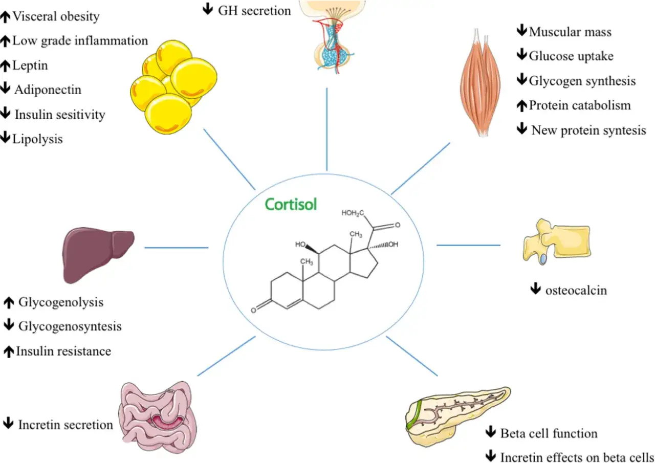 Il cortisolo, con le sue infiammazioni, alza la glicemia, influenzando grasso, muscoli, fegato e pancreas.