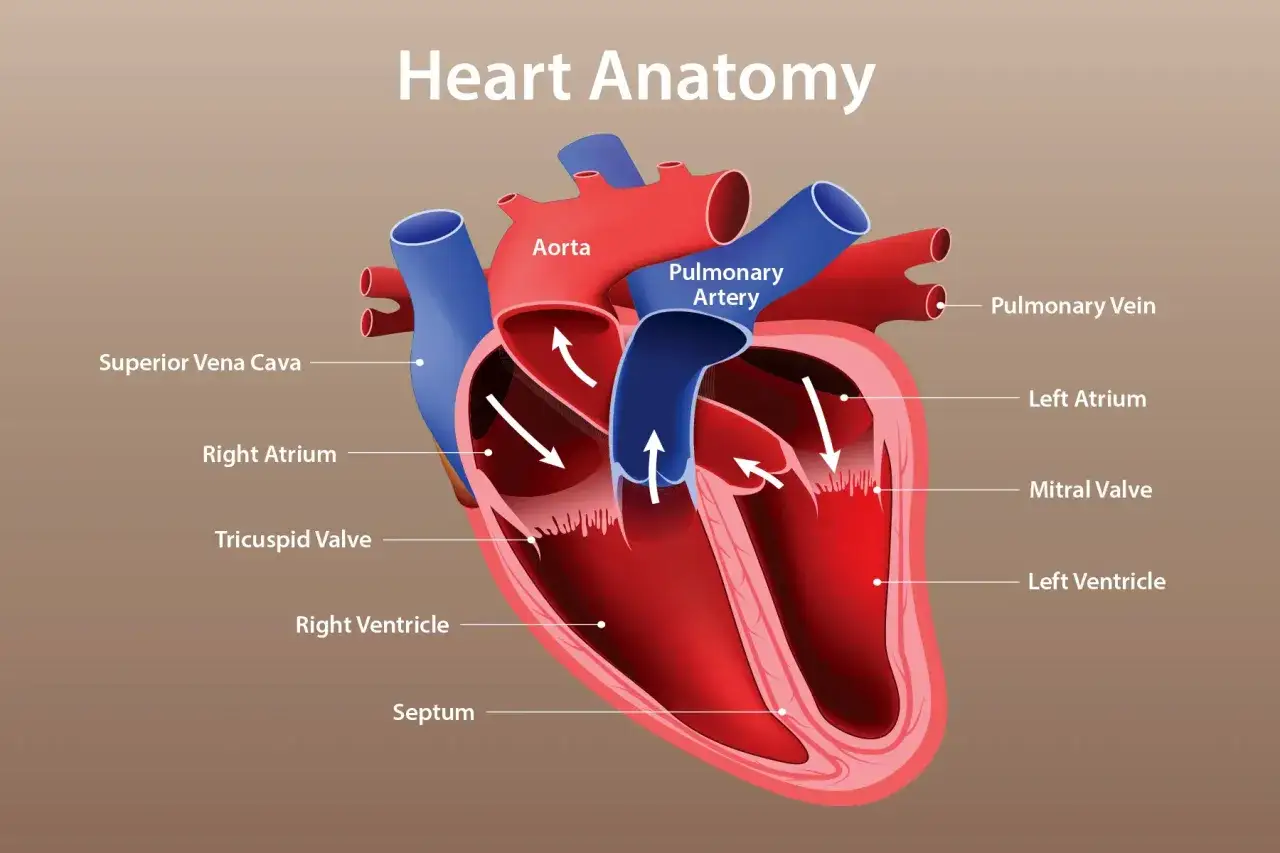 Schema riassuntivo del cuore: sezioni, valvole e vasi sanguigni principali.