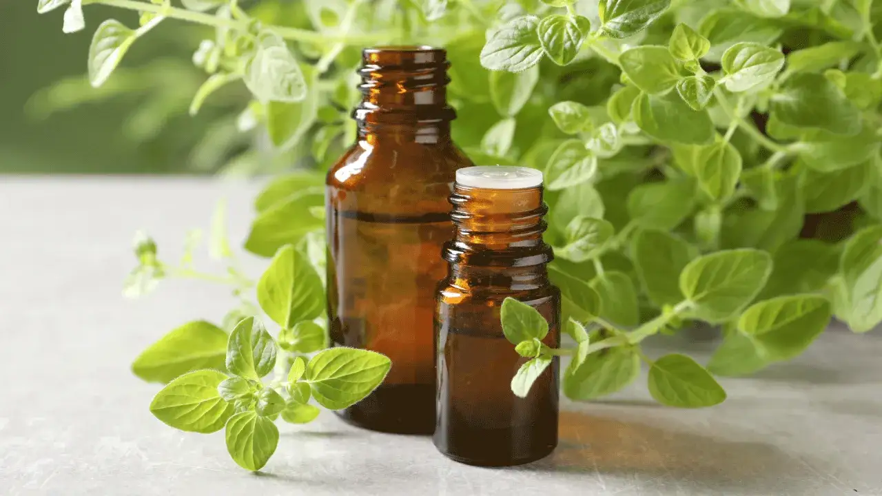 Due boccette di olio essenziale di origano, circondate da rami verdi. Attenzione, l'origano fa male al fegato se usato impropriamente.