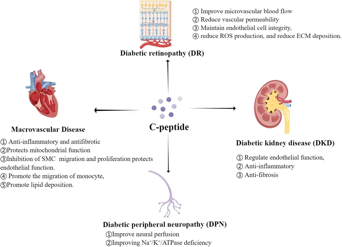 Il peptide C alto protegge da retinopatia, nefropatia e neuropatia diabetica, oltre a malattie macrovascolari.
