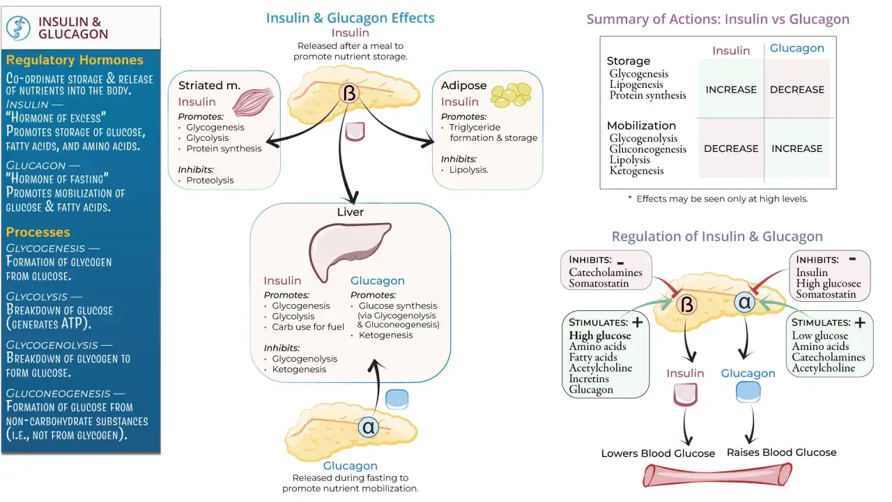 Il digiuno alza la glicemia: il glucagone, rilasciato durante il digiuno, stimola la produzione di glucosio nel fegato.