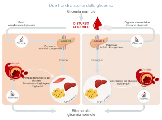 Glicemia - Equilibrio insulina e glucagone: la guida