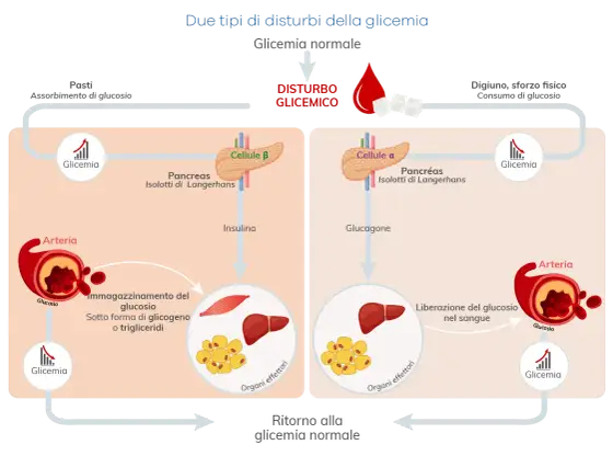 Glicemia - Equilibrio insulina e glucagone: la guida