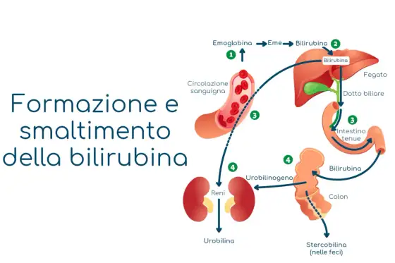 Sindrome di Gilbert - Bilirubina alta? Leggi il tuo referto