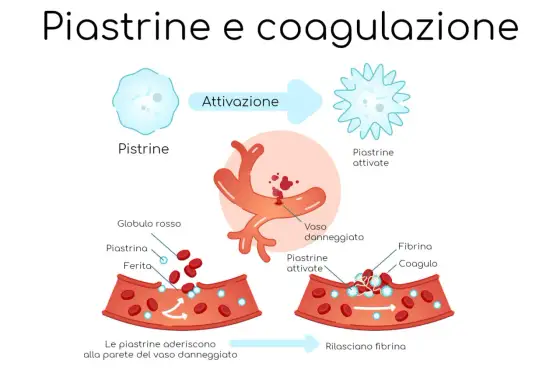 Piastrine alte o basse? La guida completa al tuo referto