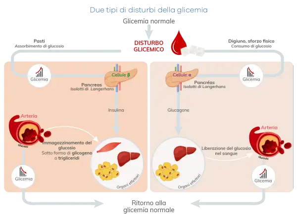 Regolazione glicemia: insulina e glucagone dal pancreas agiscono su organi effettori per mantenere equilibrio.