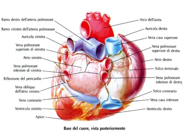 Schema riassuntivo del cuore, vista posteriore. Mostra arterie, vene, atri, ventricoli e arco aortico.