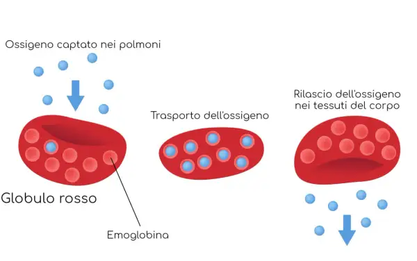 Globuli rossi con emoglobina trasportano ossigeno. Bassi globuli rossi, emoglobina o ematocrito possono indicare problemi.