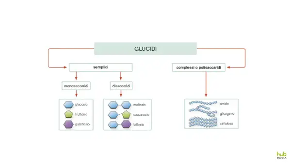 Schema dei glucidi: semplici (monosaccaridi, disaccaridi) e complessi (polisaccaridi come amido, glicogeno, cellulosa). L'amido e il glicogeno sono polimeri di glucosio, mentre la cellulosa è un polimero di glucosio con struttura diversa.