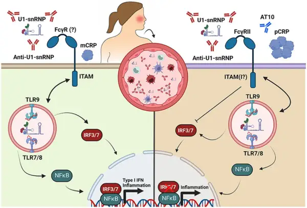 Schema che illustra come anticorpi anti-U1-snRNP attivano TLR9, portando a infiammazione, a differenza di una proteina c reattiva bassa.